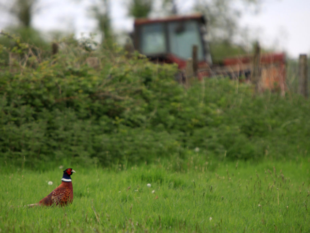 A pheasant at Cole Farm