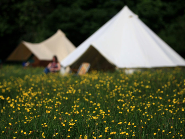 Bell tents and wild flowers in Pete's Field campsite