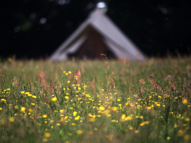 Buttercups and bell tent in Pete's Field campsite