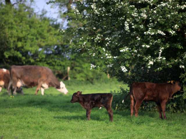 Cows at Cole Farm