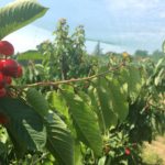 Camping in Kent - pick your own cherries in the garden of England